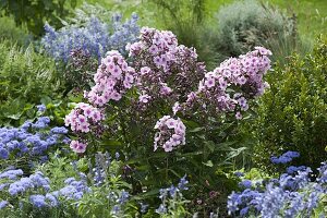 Phlox paniculata 'Landhochzeit' (Flammenblumen), Salvia farinacea