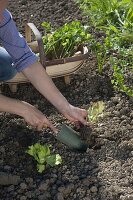 Planting Lettuce (Lactuca)