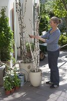 Birch trunks as a climbing aid for morning glory (1/5)