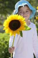 Mädchen mit Helianthus annuus (Sonnenblumen)