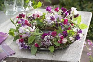 Scented wreath of Lathyrus odoratus (scented vine)