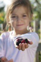 Mädchen mit frisch gepflückten Brombeeren (Rubus)