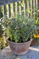 Basil 'Harlekin' (Ocimum basil) in a terracotta bowl