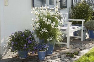 Hauseingang mit Cosmos Sonata 'White' (Schmuckkörbchen), Salvia uliginosa