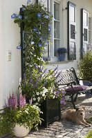 Prunella in containers at the house entrance