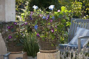 Wicker basket for climbing plants 17/17