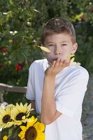 Junge bläst Blütenblätter von Helianthus (Sonnenblume) in die Luft