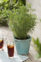 Cola herb (Artemisia abrotanum var. Maritima) in turquoise pot