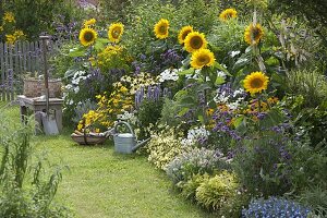 Helianthus 'Summer Breeze'(Sonnenblumen), Agastache'Blue Fortune'