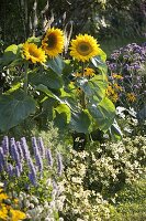 Helianthus 'Summer Breeze'(Sunflower), Agastache 'Blue Fortune'