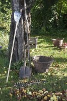 Heruntergefallene Äpfel (Malus) und Laub auf dem Rasen