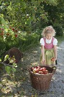 Apfelernte mit Kindern