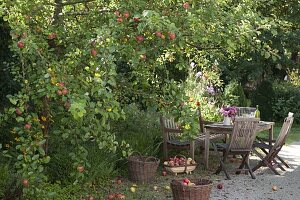 Gedeckter Tisch neben Apfelbaum (Malus), Duftstrauß aus Rosa (Rosen)
