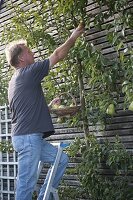 Mann pflückt Birne 'Williams Christbirne' (Pyrus communis) vom Spalier