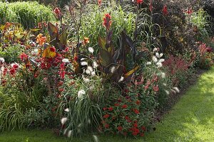 Red summer bed: Miscanthus (Chinese reed), Canna indica