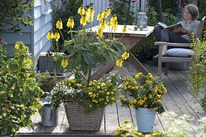 Cassia didymobotrya, Calibrachoa Celebration 'Capri Gold'