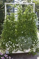 Mobile privacy screen with climbing snapdragon and petunias