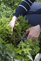 Harvest green mint (Mentha spicata) for tea