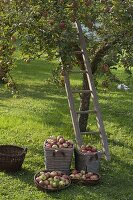 Apfelernte auf der Streuobstwiese