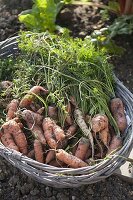 Freshly harvested carrots 'Flyaway' (Daucus carota) in basket