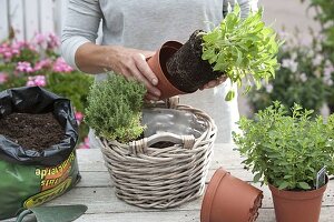 Plant a herb basket