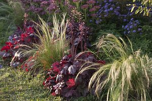 Herbstbeet : Heuchera (Purpurglöckchen), Stipa (Haargras), Sedum