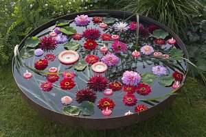 Feuerschale gefüllt mit Wasser : Blüten von Zinnia (Zinnien) und Dahlia