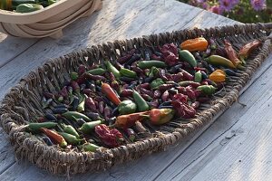 Paprika, Peperoni und Chili (Capsicum) zum Trocknen