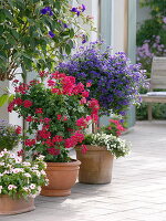 Pelargonium peltatum 'Holiday Red Blizzard' (Hängegeranie) als Säule gezogen