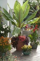 Tropische Terrasse: Musa acuminata (Banane) mit Petunia Bingo 'Coral'