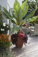 Tropische Terrasse: Musa acuminata (Banane) mit Petunia Bingo 'Coral'