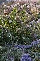 Hydrangea paniculata 'Limelight' (panicle hydrangea) in bloom