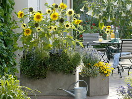Helianthus 'Garden Statement' Field Sunflowers (Sunflowers)