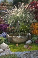 Autumn bed with fountain: Pennisetum 'Sky Rocket' (feather bristle grass)