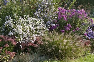 Autumn bed with aster, Sedum 'Herbstfreude'