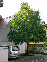 Cercidiphyllum (Kuchenbaum, Judasblattbaum) vor Doppelgarage