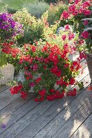 Pelargonium peltatum 'Decora Red' (hanging geranium) in basket