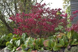 Euonymus alatus (cork spindle bush) in autumn colour