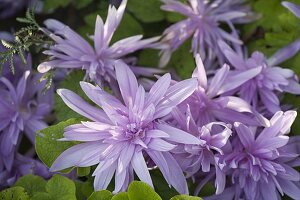 Colchicum 'Waterlily' (Gefüllte Herbstzeitlose)