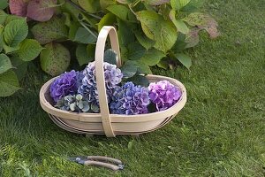 Cutting hydrangea flowers