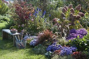 Autumn bed with aster dumosus, Imperata cylindrica 'Red Baron'