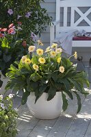 Gerbera Everlast 'Honey', White bench