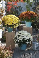 Chrysanthemum multiflora 'Kiwhite' white, 'Kiroul' copper, 'Fortuna' yellow