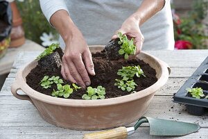 Field salad grown in containers 1/5