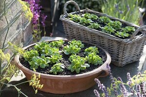 Corn salad grown in containers