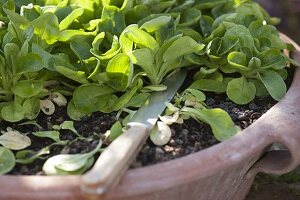 Lamb's lettuce grown in containers 5/5