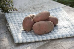 Kartoffel - Sorte 'Desiree' (Solanum tuberosum)