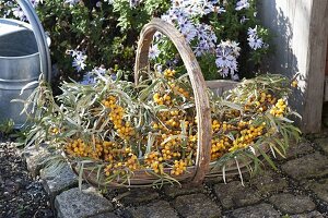 Basket with freshly harvested sea buckthorn