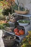 Körbe mit Gemüse - Ernte aus dem eigenen Garten