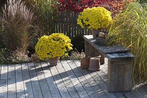 Wooden deck with Dendranthema 'Kiyellow' (autumn chrysanthemums), wicker tray